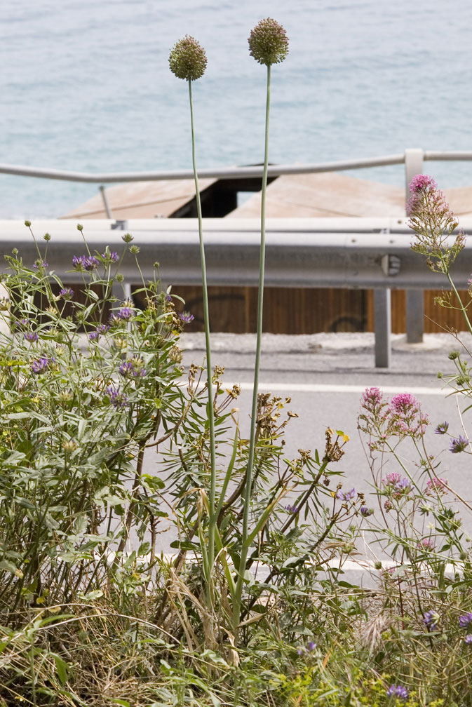 Allium ampeloprasum / Porraccio